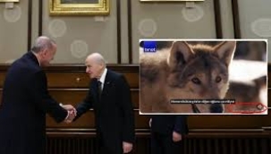 Erdoğan Bahçeli görüşmesinde yaralı kurt belgeseli konuşuldu