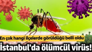 İstanbul'da ölümcül virüs! En çok hangi ilçelerde görüldü