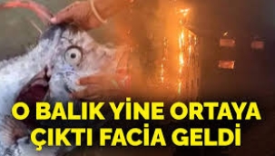 Kıyamet balığı yine ortaya çıktı Kartalkaya faciası geldi! Felaketler zinciri devam ediyor mu?