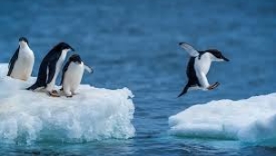 Penguenler de boşanıyor! Boşanma oranı koloniyi etkiliyor
