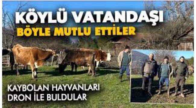 Kaybolan ineği dronla buldu