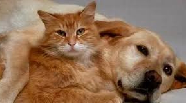 Kedi ve köpeklerle ilgili yönetmelik değişti! 