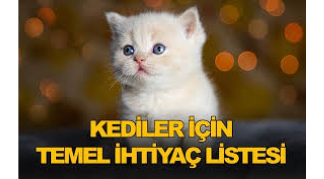 Kedilerin Günlük Bakım ve Beslenme İhtiyaçları Nelerdir?