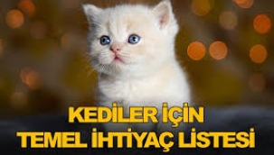 Kedilerin Günlük Bakım ve Beslenme İhtiyaçları Nelerdir?