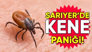 Sarıyer'de de kene paniği yaşanıyor.
