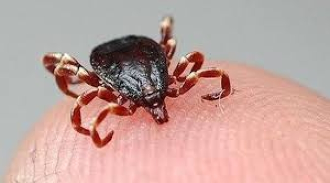Türkiye'de yeni kene türü! Japon uzman uyardı: 30'dan fazla hastalık taşıyor