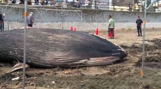 Çarpıcı görüntüler... Japonya'da tsunami sonrası kıyıya balinalar vurdu!