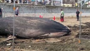 Çarpıcı görüntüler... Japonya'da tsunami sonrası kıyıya balinalar vurdu!