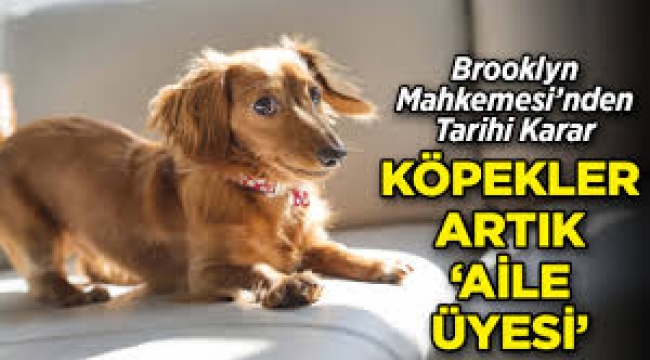 New York'ta köpekler artık yasal olarak aile üyesi sayılacak