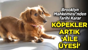 New York'ta köpekler artık yasal olarak aile üyesi sayılacak