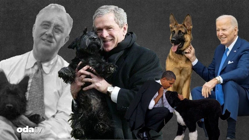 En tüylü mağlubiyet: Trump'ın kedilerle imtihanı