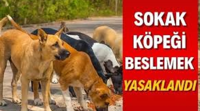 İstanbul'da da sokak köpeklerini beslemek yasaklandı