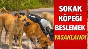İstanbul'da da sokak köpeklerini beslemek yasaklandı