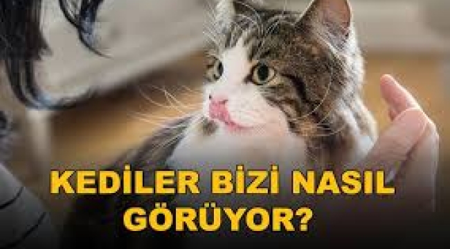 Kediniz size bakınca ne görüyor? Uzmanlar gerçeği açıkladı