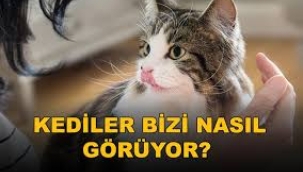 Kediniz size bakınca ne görüyor? Uzmanlar gerçeği açıkladı