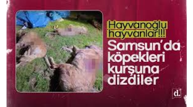 Samsun'da korkunç olay: Sokak köpeklerini kurşuna dizdiler
