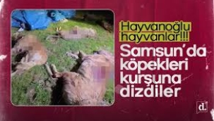 Samsun'da korkunç olay: Sokak köpeklerini kurşuna dizdiler