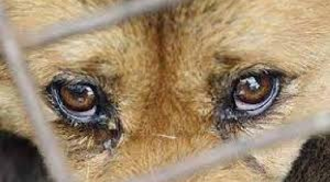 Valilikten belediyelere 'sokak hayvanları' talimatı