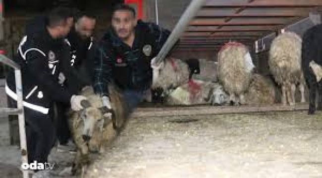 Siirt'te şoke eden görüntüler...