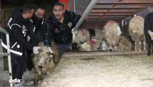 Siirt'te şoke eden görüntüler...