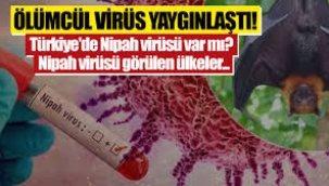 Nipah virüsü Türkiye'ye gelir mi?