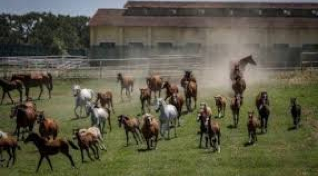 Devletin atları çalındı!