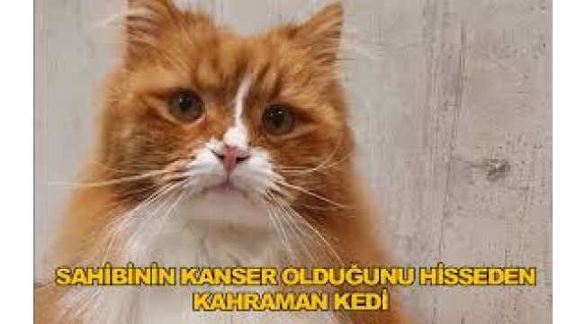 Kediler ve insanlar arasındaki şaşırtıcı kanser bağlantısı