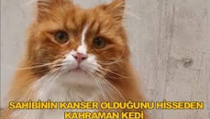 Kediler ve insanlar arasındaki şaşırtıcı kanser bağlantısı