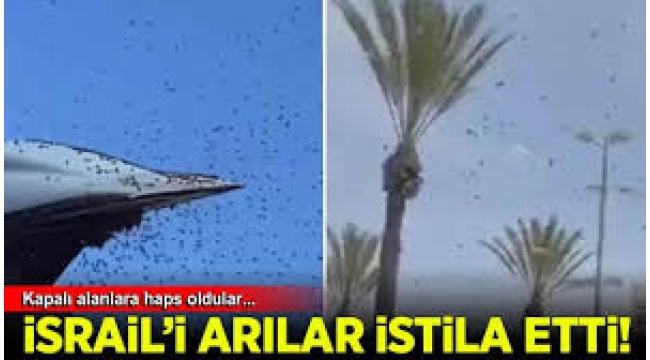 Arılar İsrail'i istila etti: İşgalciler kapalı alanlara kaçıştı 