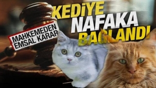 Boşanan çiftin 'kedi velayeti' krizi: Mama parası ortak, ziyareti yasak