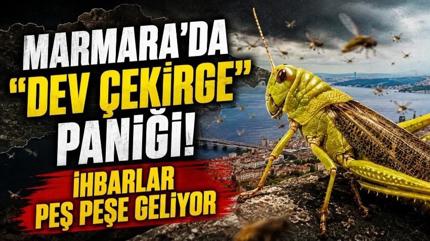 Marmara'da çekirge alarmı