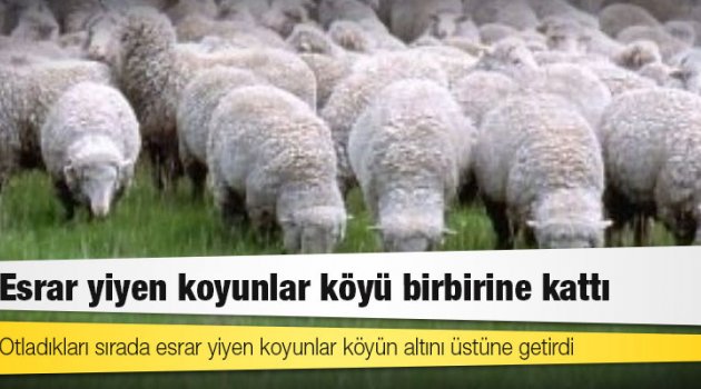 Otladıkları sırada esrar yiyen koyunlar dağıttı