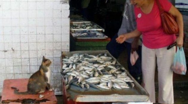Bu Kedi Balık satıyor