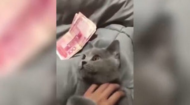 Bu kedi sadece para karşılığında sevdiriyor