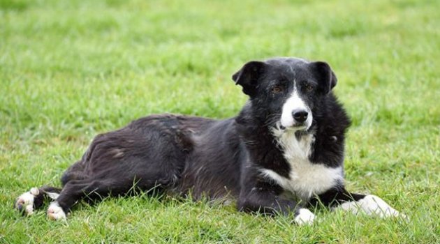 Bu köpek ülkeler aşıp nasıl evine döndü?