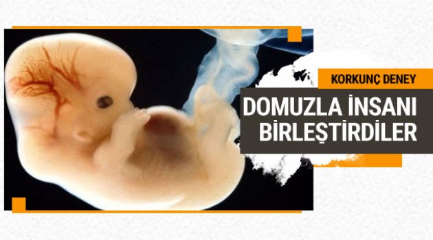 Domuzla insan embriyosunu birleştirdiler sonuç!