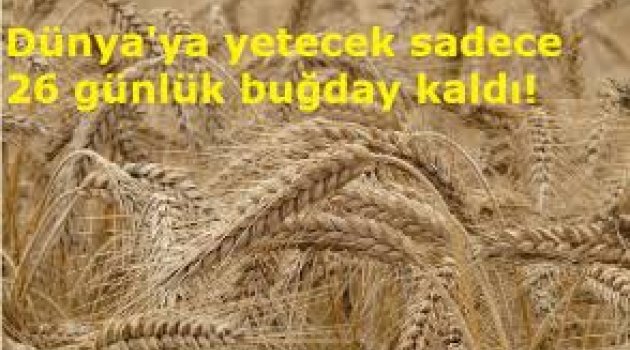 Dünya'ya yetecek 26 günlük BUGDAY kaldı