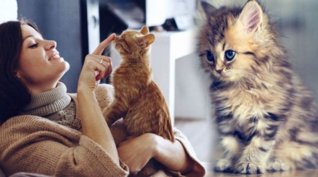 Evde kedi besleyenler için 5 tüyo PressTurk