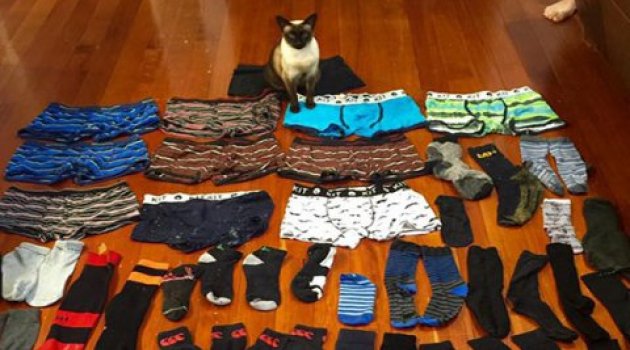 'Hırsız kedi' 61 çorap ve çamaşır çaldı