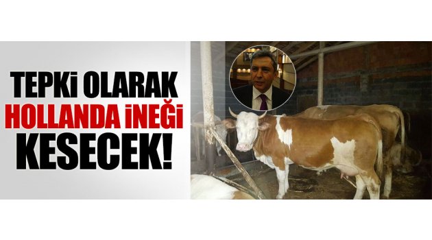 İneğin suçu ne...