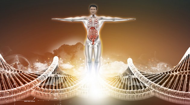 İnsan vücudunda yeni bir organ keşfedildi: Mezenter