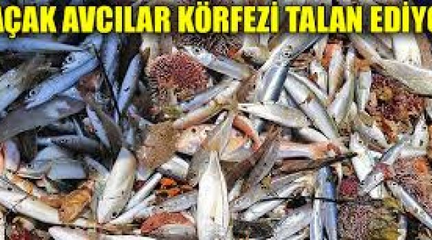 İstanbul Deniz Hali'nde her türlü kaçak avlanan balık satılıyor!
