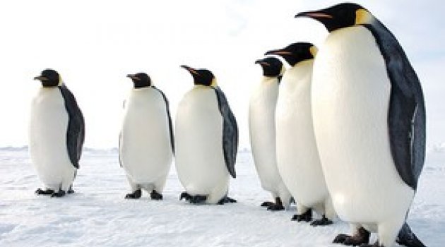 Karda düşmemek için penguen gibi yürüyün