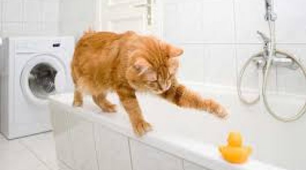  Kedilerin Neden Banyo Takıntısı Var?