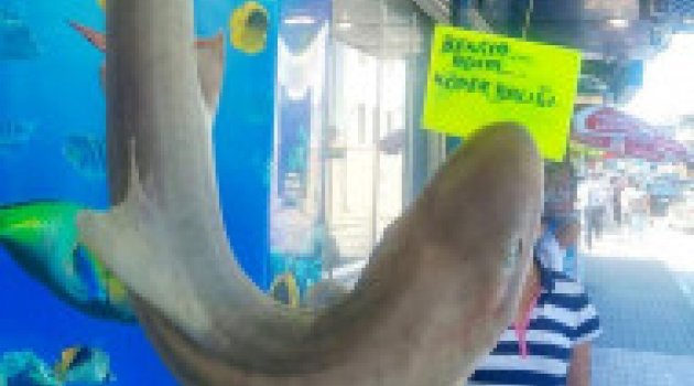 Marmara denizinde köpek balıkları cirit atıyor!