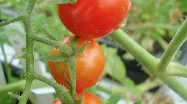 Mars toprağına ekilen domateslere bakın