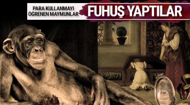 Para kullanmayı öğrenen maymunlar fuhuş yaptı inanılmaz!