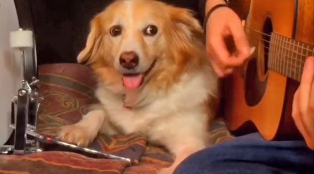 Sahibiyle birlikte müzik yapan sevimli köpek...