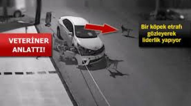 Sokak Köpeklerinin intikamı