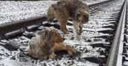 İki köpeğin hikayesi sadakatin en güzel örneği oldu...